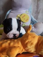 CHIOT