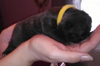CHIOT
