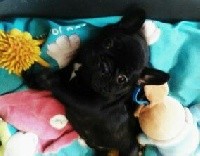CHIOT