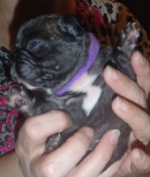 CHIOT