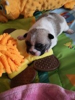 CHIOT