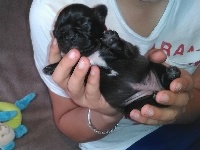 CHIOT