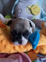 CHIOT