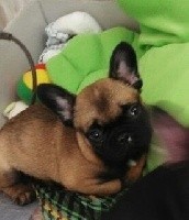 CHIOT