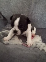 CHIOT
