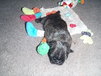 CHIOT
