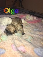olga