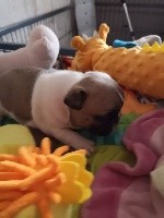 CHIOT