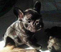CHIOT