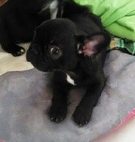CHIOT