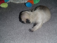 CHIOT